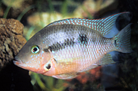 picture of Firemouth Meeki Cichlid Med                                                                          Thorichthys meeki