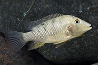 picture of Red Hump Geo. Steindachneri Cichlid Med                                                              Geophagus steindachneri