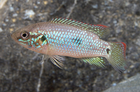 picture of Turquoise Jewel Cichlid Med                                                                          Hemichromis bimaculatus