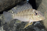 picture of Geophagus Jurupari Cichlid Reg                                                                       Satanoperca jurupari