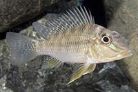 picture of Geophagus Jurupari Cichlid M/S                                                                       Satanoperca jurupari