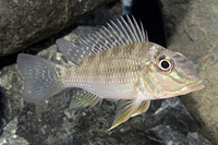 picture of Geophagus Jurupari Cichlid Med                                                                       Satanoperca jurupari