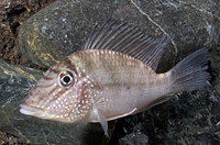 picture of Geophagus Jurupari Cichlid Lrg                                                                       Satanoperca jurupari