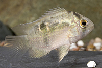 picture of Keyhole Cichlid Reg                                                                                  Cleithracara maronii