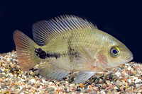 picture of Black Belt Cichlid Lrg                                                                               Paraneetroplus maculicauda 