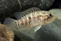 picture of Jaguar Managuense Cichlid M/L                                                                        Parachromis managuensis