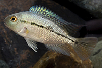 picture of Nicaraguense Cichlid Reg                                                                             Hypsophrys nicaraguense