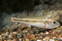 picture of Peacock Bass Cichlid Sml                                                                             Cichla ocellaris