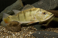 picture of Peacock Bass Cichlid M/L                                                                             Cichla ocellaris