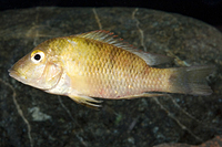 picture of Red Hump Geo. Steindachneri Cichlid M/S                                                              Geophagus steindachneri