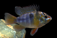 picture of Blue Ram Cichlid Reg                                                                                 Microgeophagus ramirezi