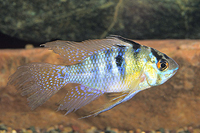 picture of German Longfin Blue Ram Cichlid Lrg                                                                  Microgeophagus ramirezi 'Longfin German Blue'