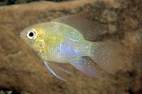 picture of Gold Balloon Ram Cichlid Reg                                                                         Microgeophagus ramirezi x Pterophyllum scalare