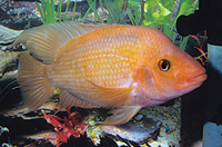 picture of Colored Red Devil Cichlid Med                                                                        Amphilophus labiatus 'Red-Orange'