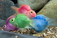 picture of Assorted Color Parrot Cichlid Reg                                                                    Amphilophus labiatus x Heros severus