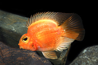 picture of Blood Parrot Cichlid Reg                                                                             Amphilophus labiatus x Heros severus