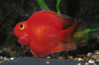 picture of Blood Parrot Cichlid Med                                                                             Amphilophus labiatus x Heros severus