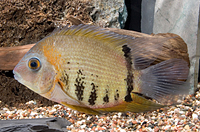 picture of Red Spot Gold Severum Cichlid Lrg                                                                    Heros severus