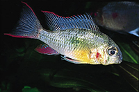 picture of Bolivian Ram Cichlid Reg                                                                             Mikrogeophagus altispinosa