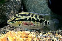 picture of Salvini Cichlid Reg                                                                                  Cichlasoma salvini 