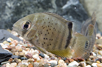 picture of Green Severum Cichlid Reg                                                                            Heros severus