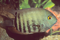 picture of Green Severum Cichlid Xlg                                                                            Heros severus