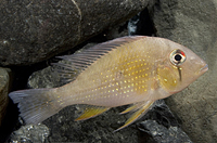 picture of Geophagus Surinamensis Cichlid Med                                                                   Geophagus surinamensis