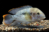 picture of Green Terror Cichlid Lrg                                                                             Andinoacara rivulatus