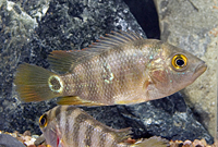 picture of Festae Red Terror Cichlid Reg                                                                        Nandopsis festae