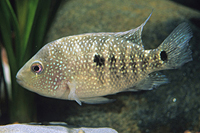 picture of Texas Cichlid M/S                                                                                    Hericthys cyanaguttatus