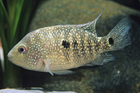 picture of Texas Cichlid Med                                                                                    Hericthys cyanaguttatus