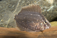 picture of Uaru Cichlid Reg                                                                                     Uaru amphiacanthoides