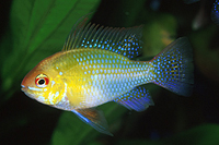 picture of German Gold Ram Cichlid Reg                                                                          Microgeophagus ramirezi 'German Gold'