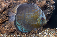 picture of Blue Discus Wild Lrg                                                                                 Symphysodon aequifasciatus haraldi