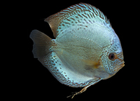 picture of Cobalt Blue Discus M/S                                                                               Symphysodon aequifasciatus