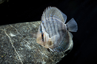 picture of Blue Turquoise Discus M/S                                                                            Symphysodon aequifasciatus