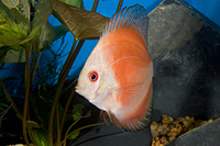 picture of Red Marlboro Discus Reg                                                                              Symphysodon aequifasciatus