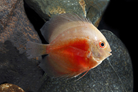 picture of Red Marlboro Discus M/S                                                                              Symphysodon aequifasciatus