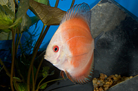 picture of Red Marlboro Discus M/L                                                                              Symphysodon aequifasciatus