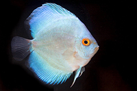 picture of Blue Diamond Discus Med                                                                              Symphysodon aequifasciatus