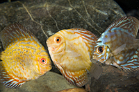 picture of Assorted Discus M/S                                                                                  Symphysodon aequifasciatus