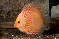 picture of Gold Pigeon Blood Discus Med                                                                         Symphysodon aequifasciatus