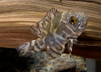 picture of Common Oscar M/S                                                                                     Astronotus ocellatus