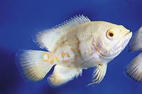 picture of Albino Tiger Oscar M/S                                                                               Astronotus ocellatus 'Albino Tiger'