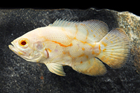 picture of Albino Tiger Oscar Med                                                                               Astronotus ocellatus 'Albino Tiger'