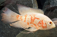 picture of Albino Longfin Tiger Oscar M/S                                                                       Astronotus ocellatus 'Albino Longfin Tiger'