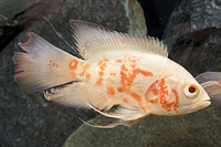 picture of Albino Longfin Tiger Oscar M/L                                                                       Astronotus ocellatus 'Albino Longfin Tiger'