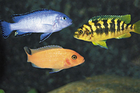 picture of Assorted African Cichlid Reg                                                                         Melanochromis. Pseudotropheus, Maylandia + spp.