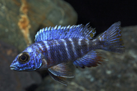 picture of Ruby Red Peacock Cichlid Pair M/L                                                                    Aulonocara sp. 'Ruby Red'