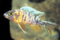 picture of Orange Blotched Peacock Cichlid Reg                                                                  Aulonocora sp. 'OB'